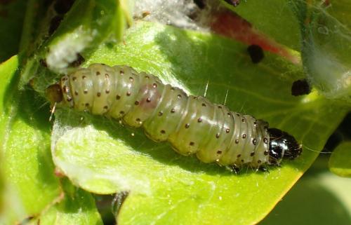 Hedya nubiferana